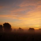 Bäume im Nebel