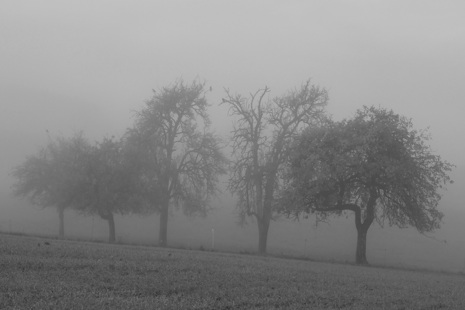 Bäume im Nebel - einer ist anders