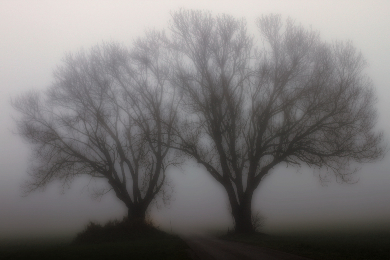 Bäume im Nebel