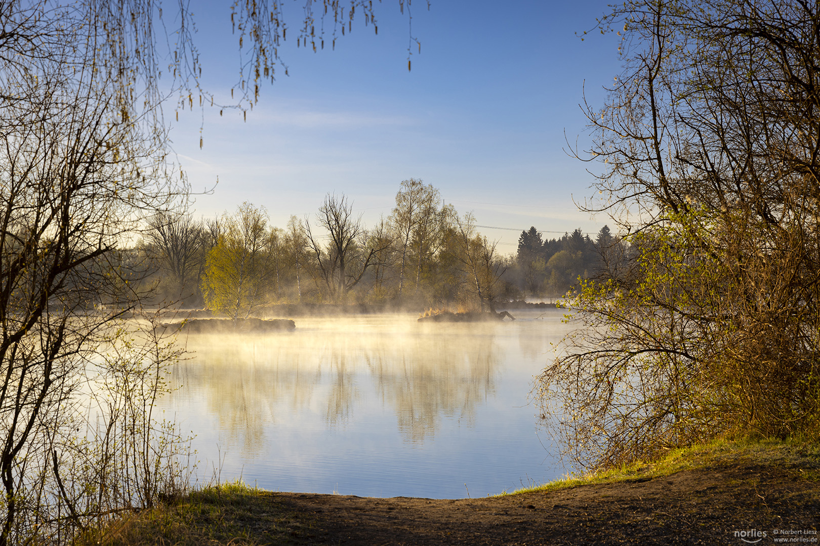 Bäume im Nebel