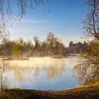 Bäume im Nebel