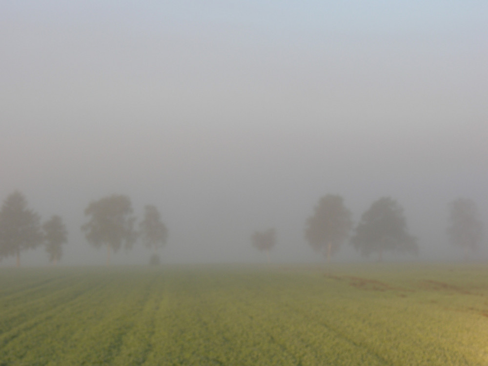 Bäume im Nebel