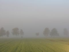 Bäume im Nebel