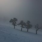 Bäume im Nebel