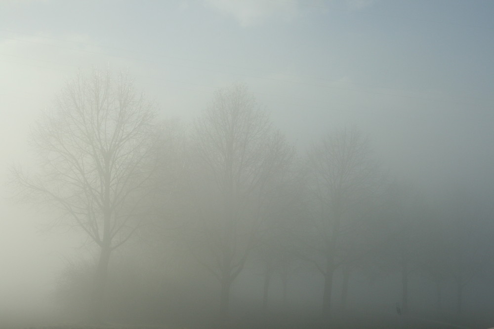 Bäume im Nebel