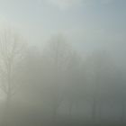 Bäume im Nebel