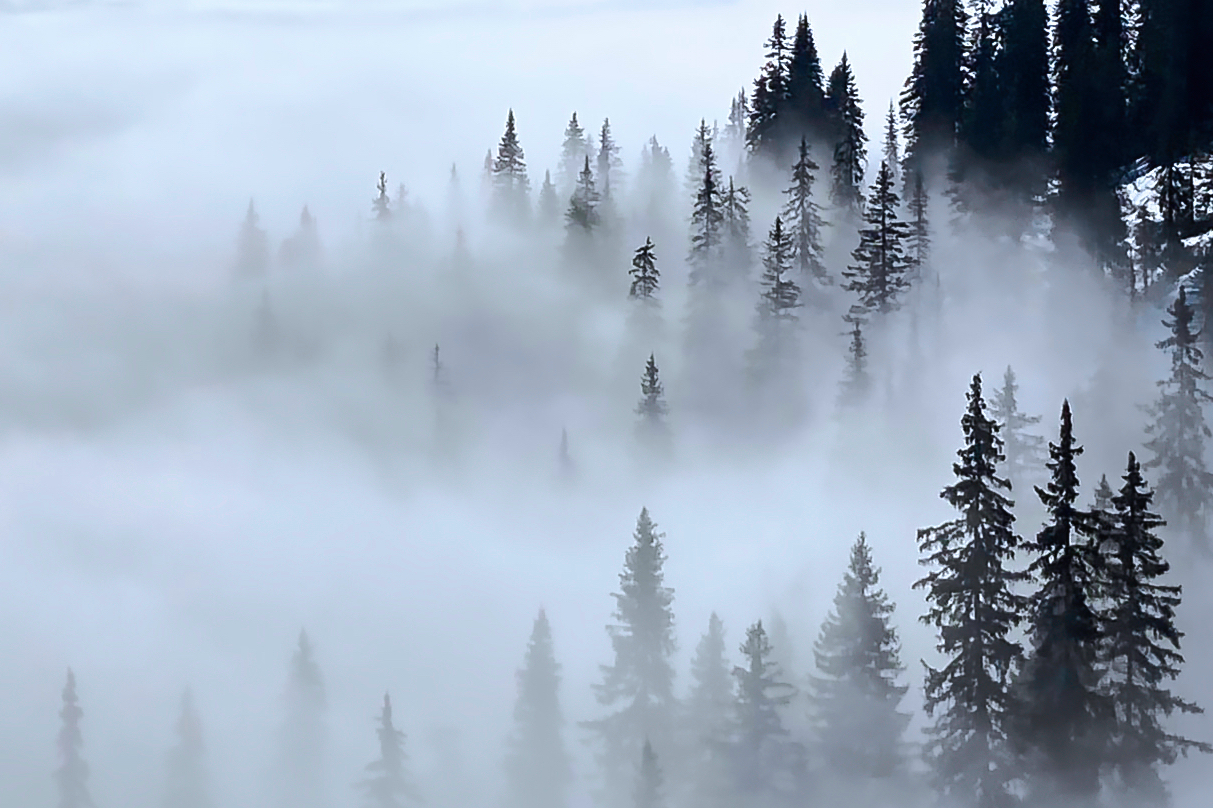 Bäume im Nebel II