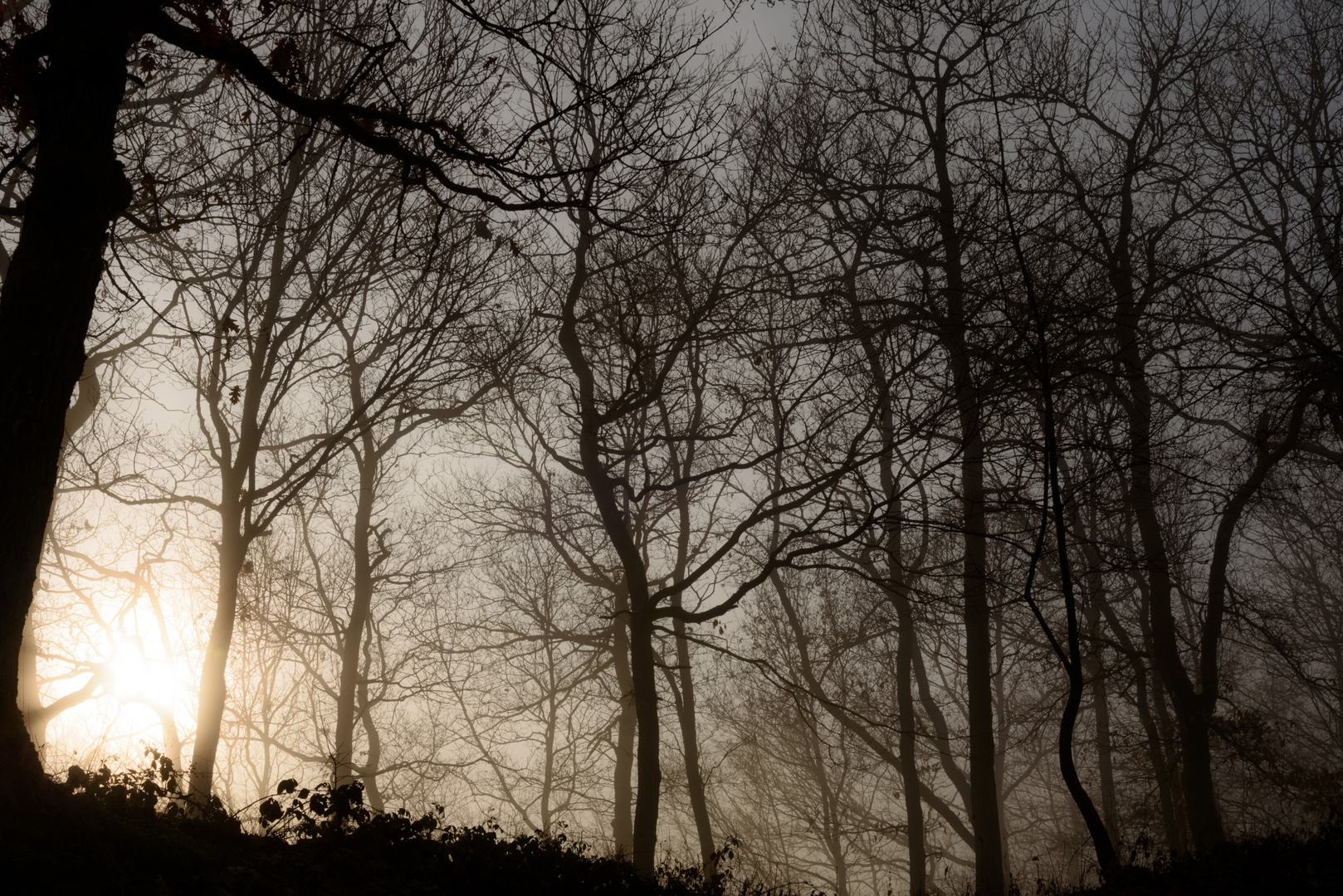 Bäume im Nebel II