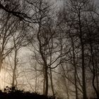 Bäume im Nebel II