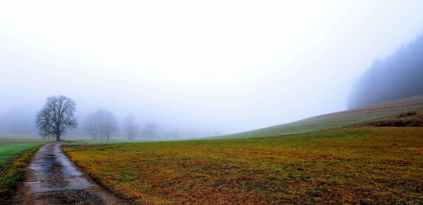 Bäume im Nebel, Trees in the fog, Árboles en la niebla