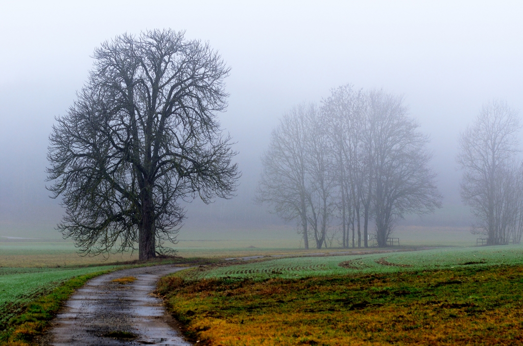 Bäume im Nebel, Trees in the fog, Árboles en la niebla