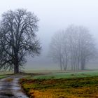 Bäume im Nebel, Trees in the fog, Árboles en la niebla