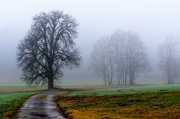 Bäume im Nebel, Trees in the fog, Árboles en la niebla