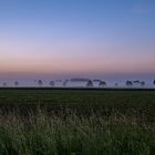 Bäume im Nebel verhüllt