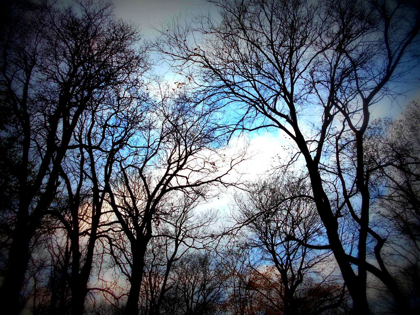 Bäume im Novemberhimmel