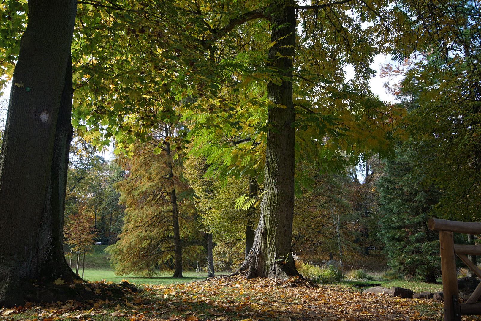 Bäume im Park