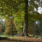 Bäume im Park