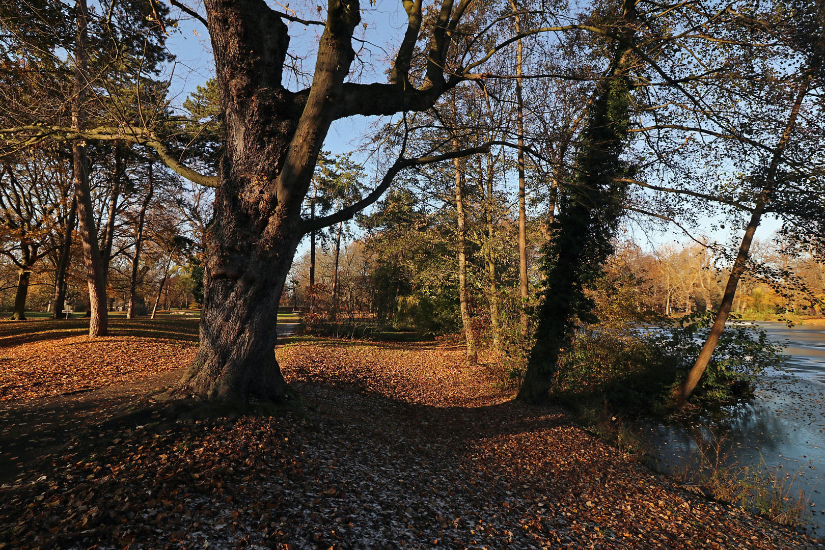 Bäume im Park