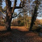 Bäume im Park