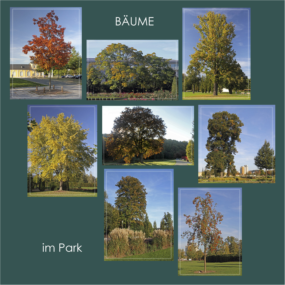 Bäume im Park