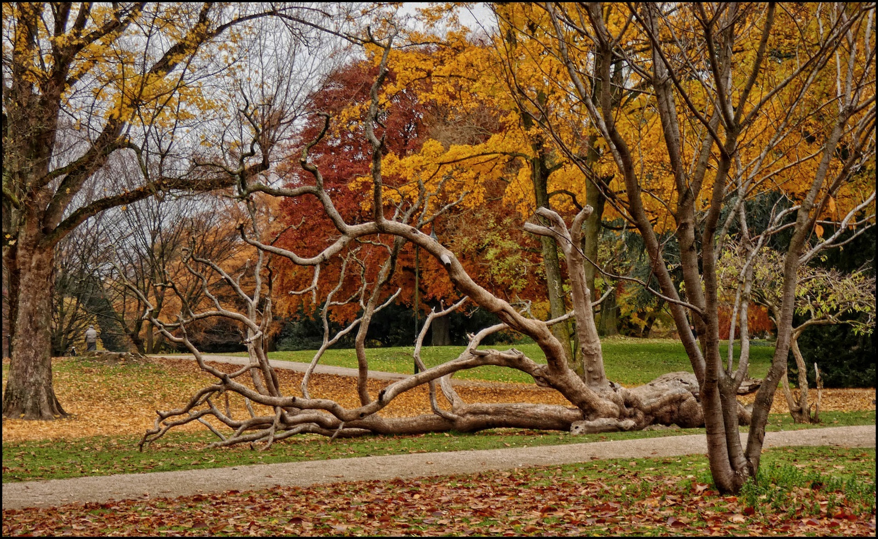 Bäume im Park