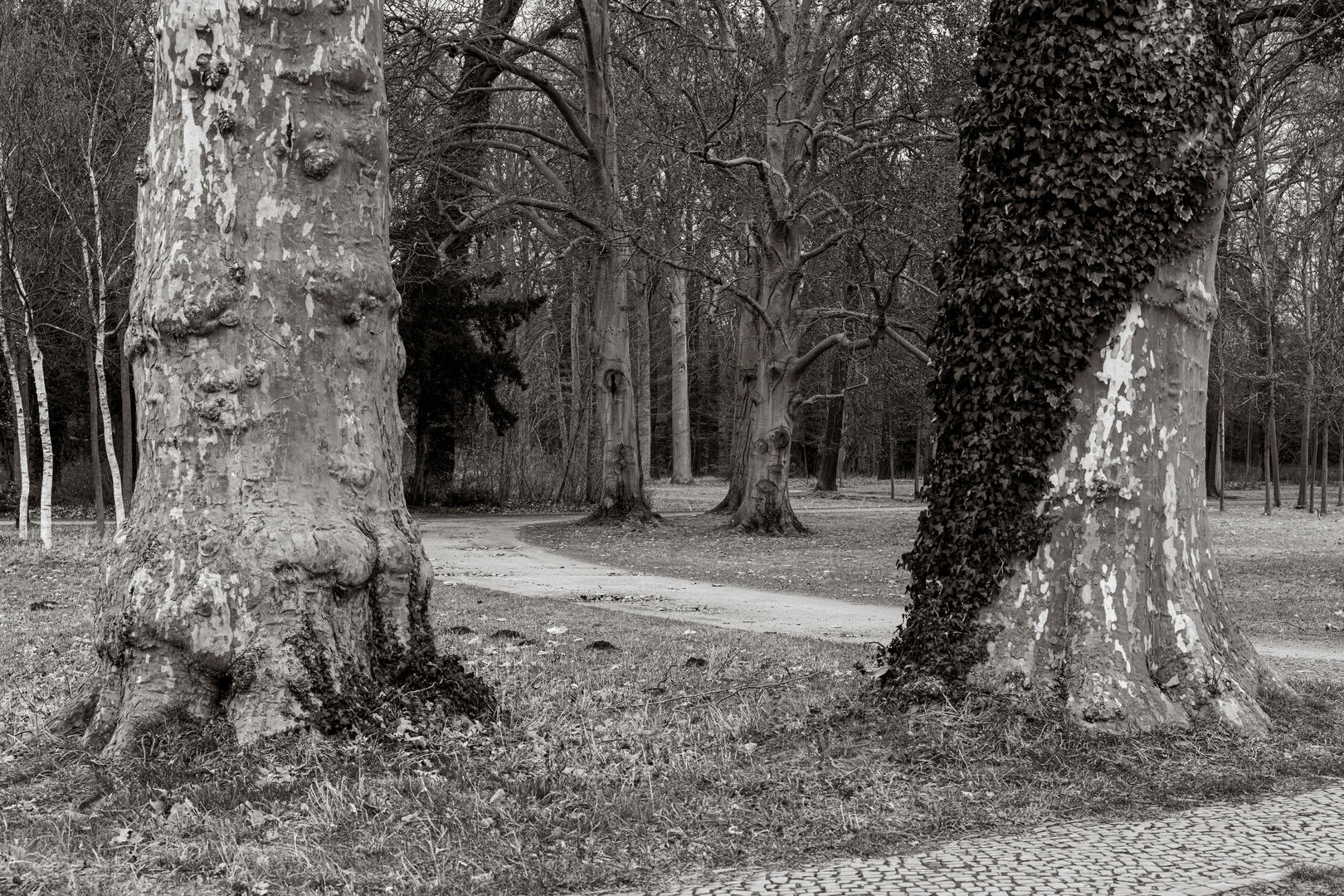 Bäume im Park Sanssouci