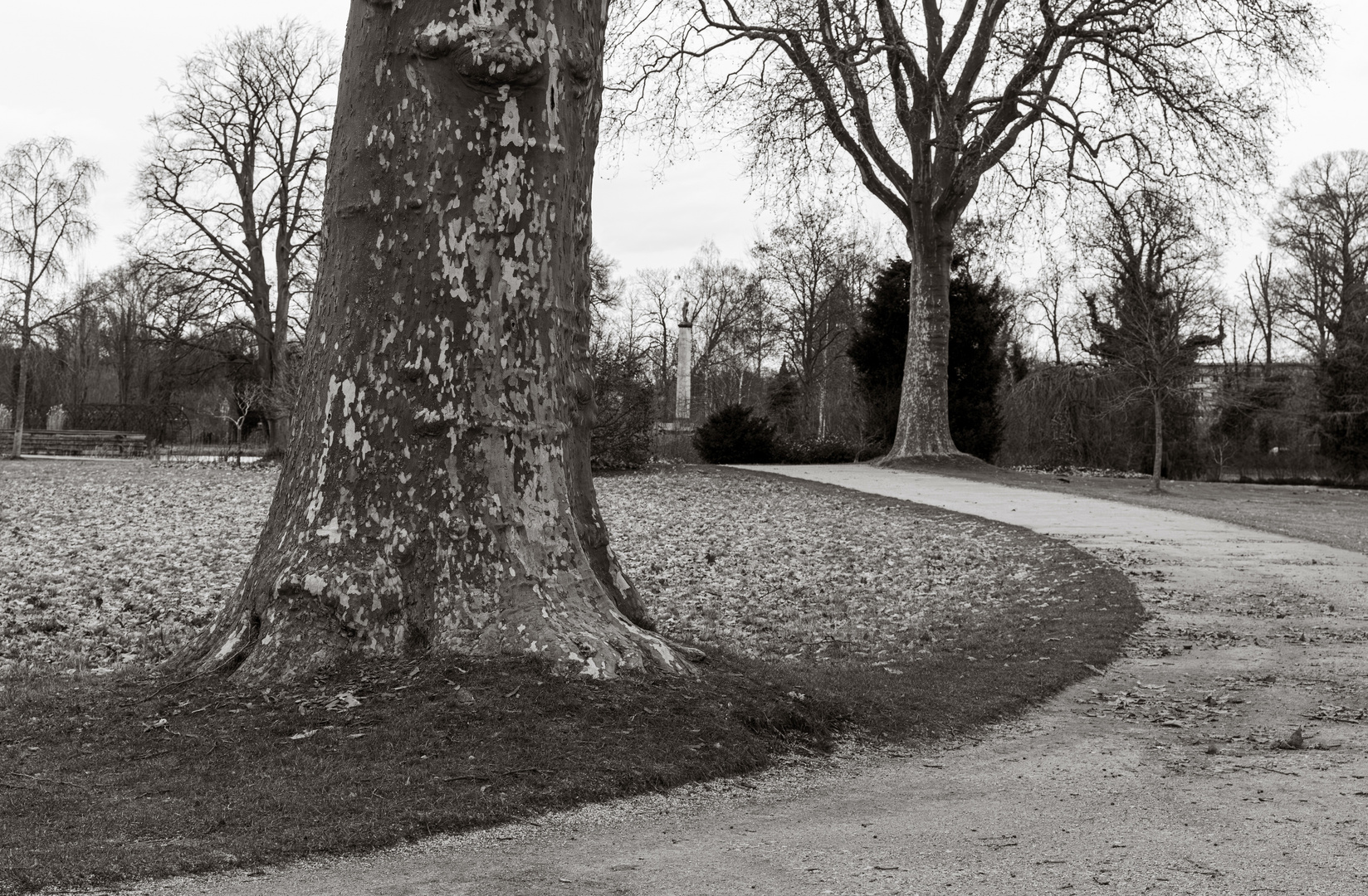 Bäume im Park Sanssouci