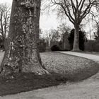 Bäume im Park Sanssouci