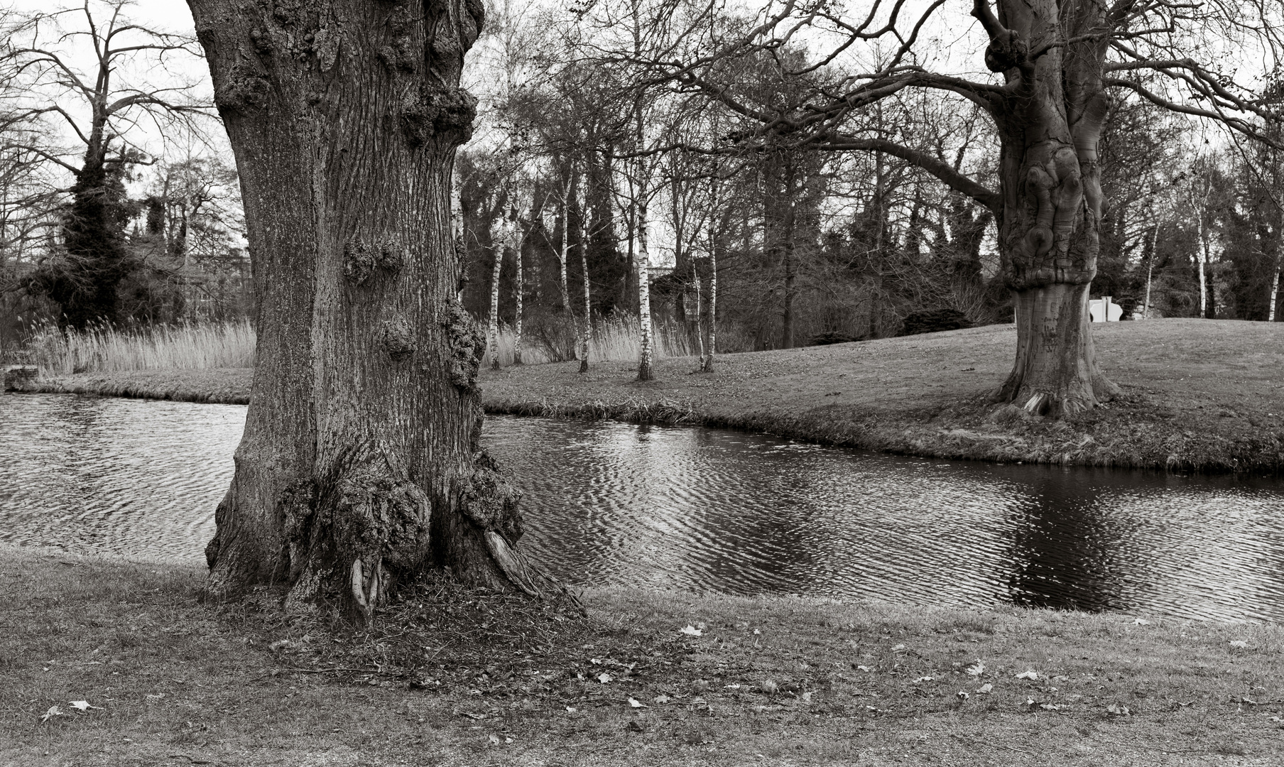 Bäume im Park Sanssouci