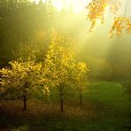 Bäume im Rampenlicht