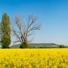 Bäume im Rapsfeld (2.2)