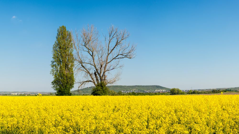 Bäume im Rapsfeld (2.2)