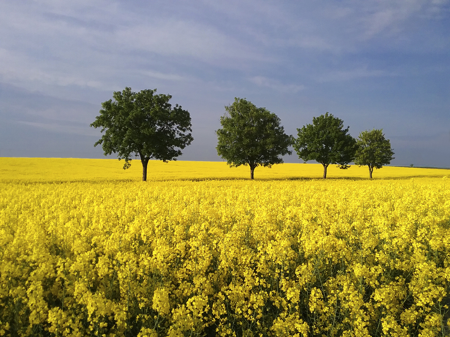 Bäume im Rapsfeld