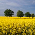 Bäume im Rapsfeld