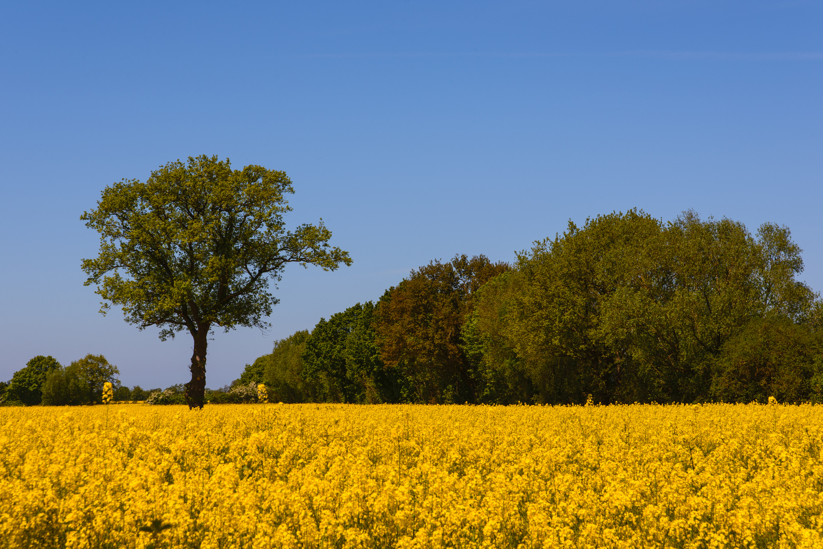 [ Bäume im Rapsfeld, Schönberg ]