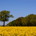 [ Bäume im Rapsfeld, Schönberg ]