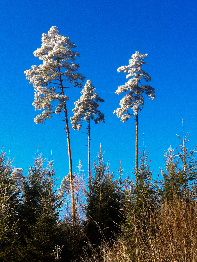 Bäume im Raureif