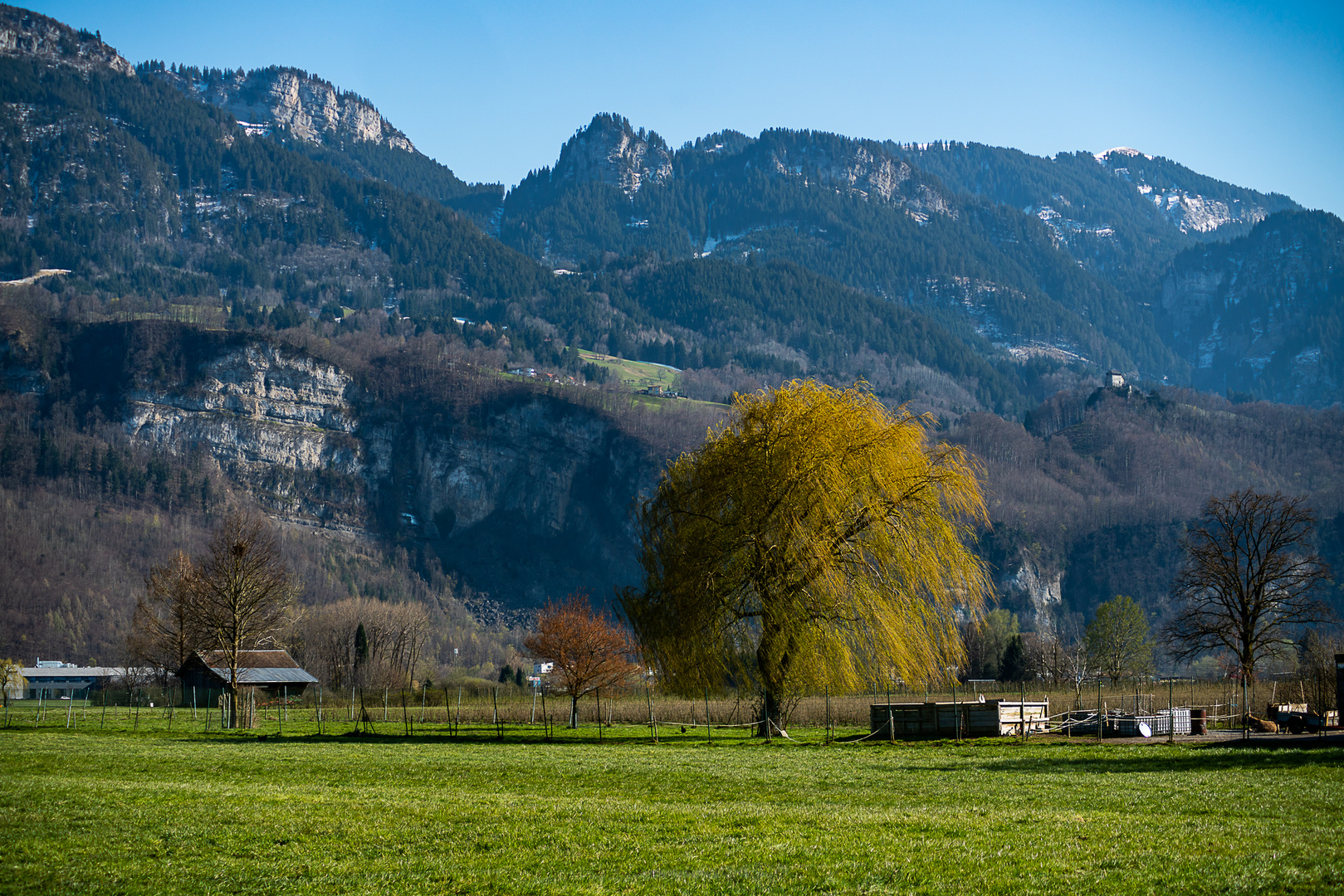 Bäume im Rheintal