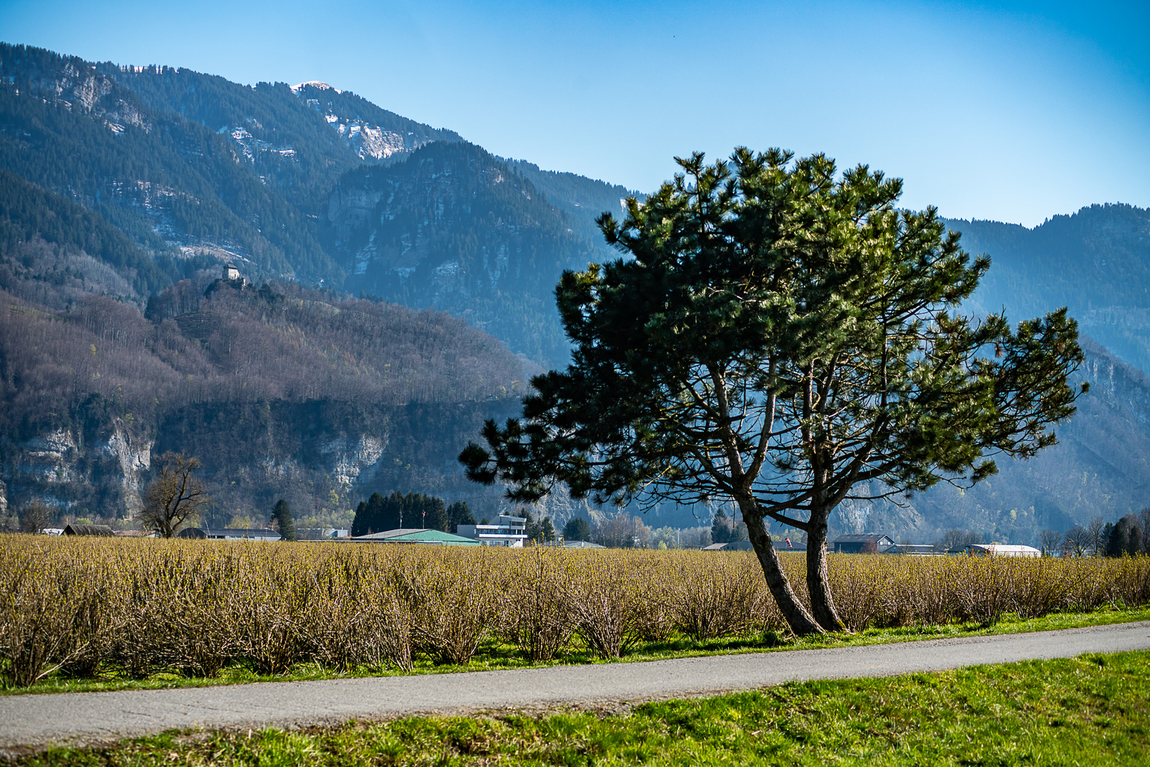 Bäume im Rheintal