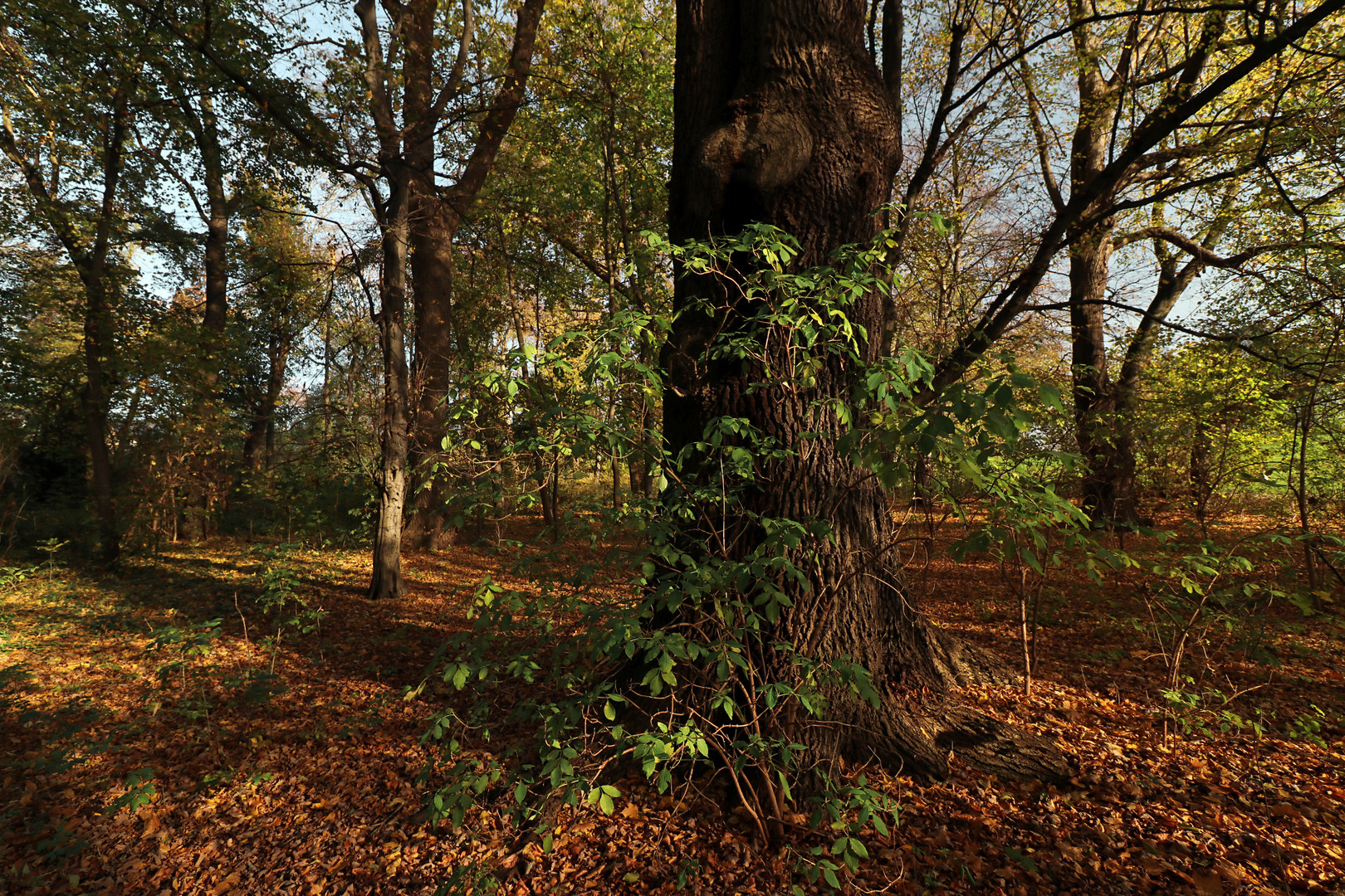 Bäume im Richmondpark