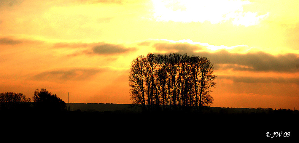 Bäume im roten Himmel