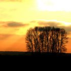 Bäume im roten Himmel