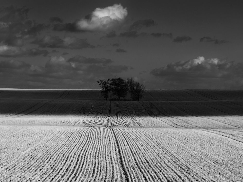 bäume im schatten ...