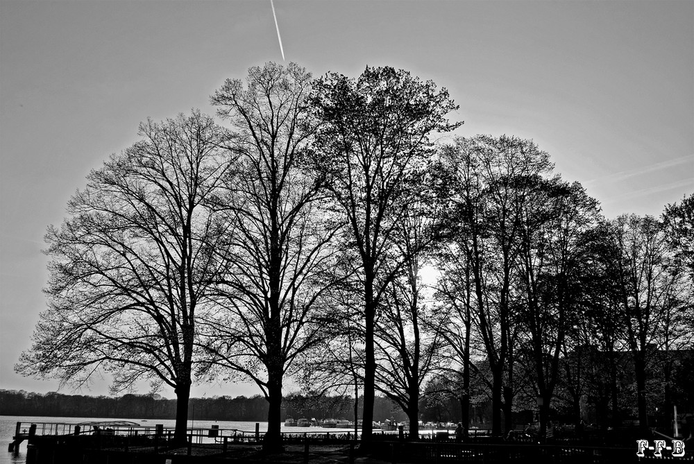 Bäume im schatten Blick