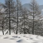 Bäume im Schnee