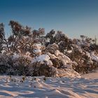 Bäume im Schnee