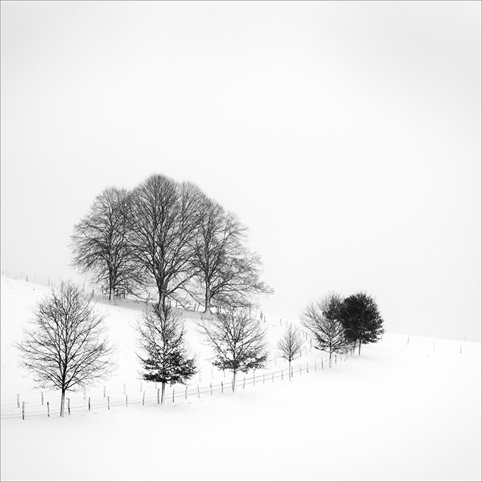 bäume im schnee