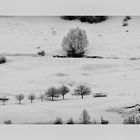 Bäume im Schnee