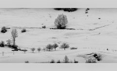 Bäume im Schnee