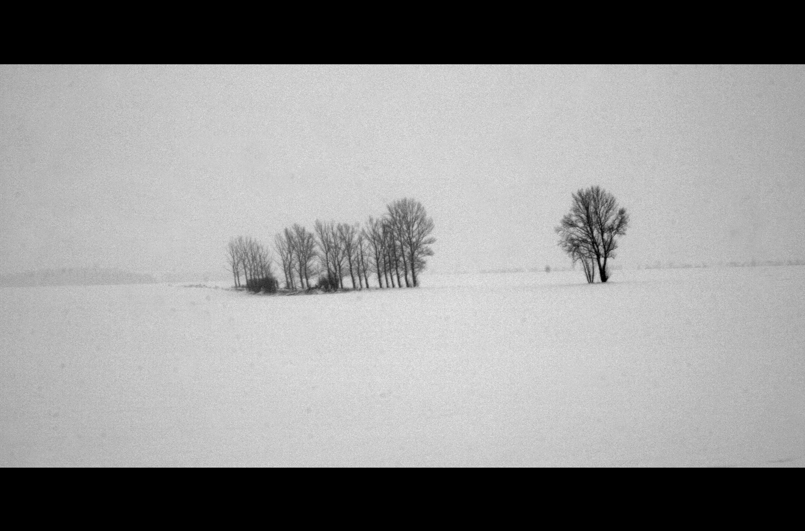 Bäume im Schnee